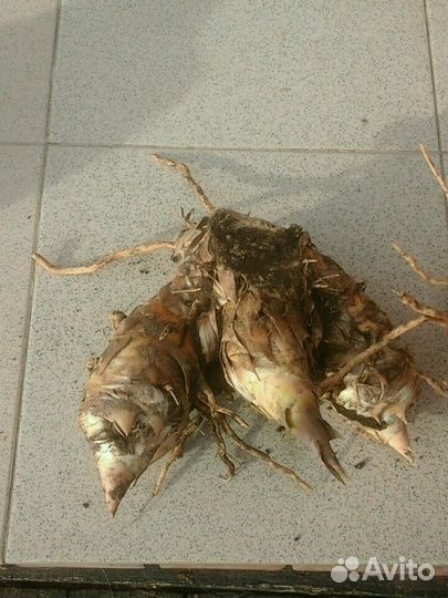 Бамбук для ландшафтных насаждений