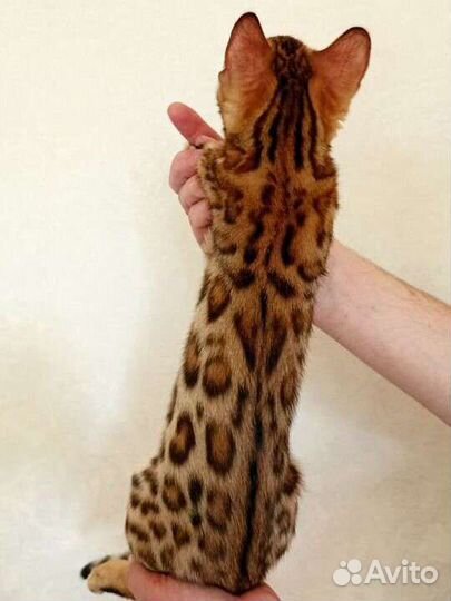 Бенгальская кошка