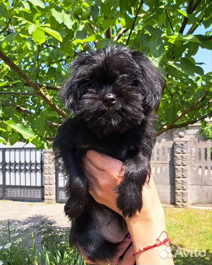 Щенки аффенпинчер