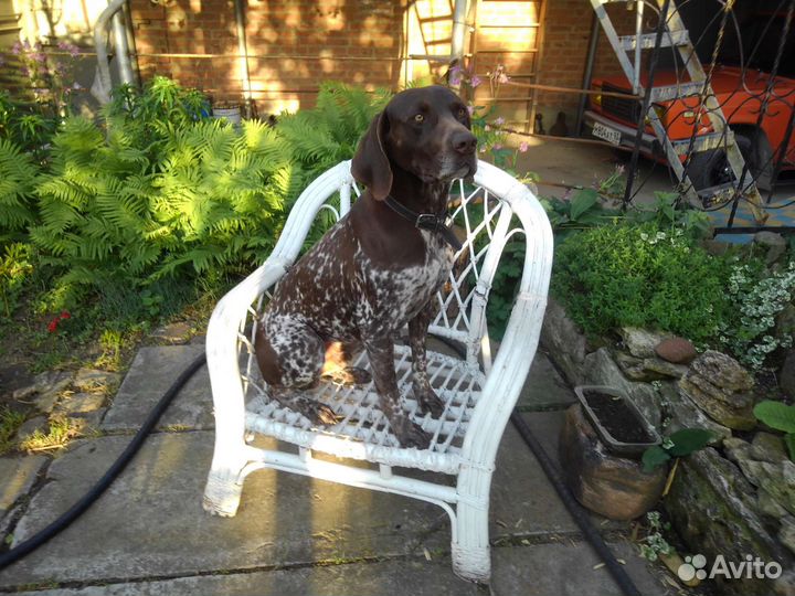 Щенки курцхаара