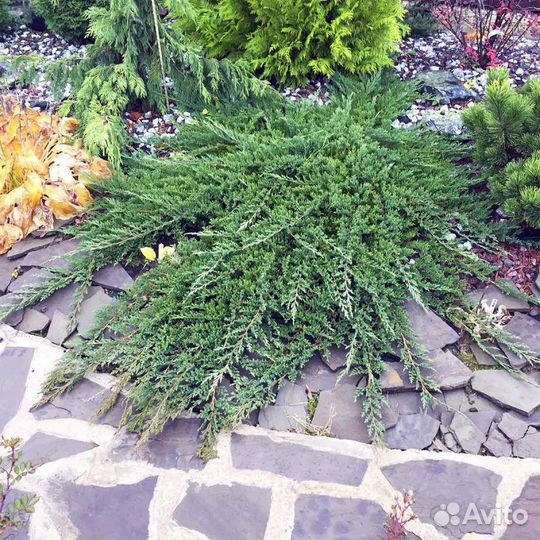 Можжевельник, Ель,Тис, Барбарисы