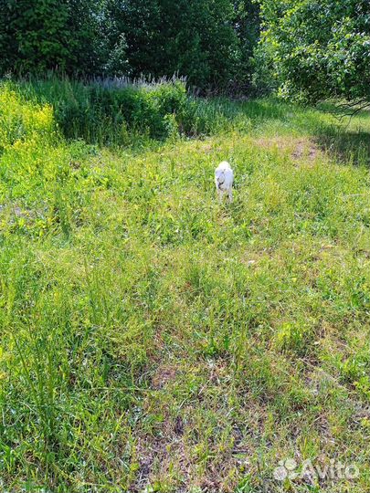 Козы гуси утки