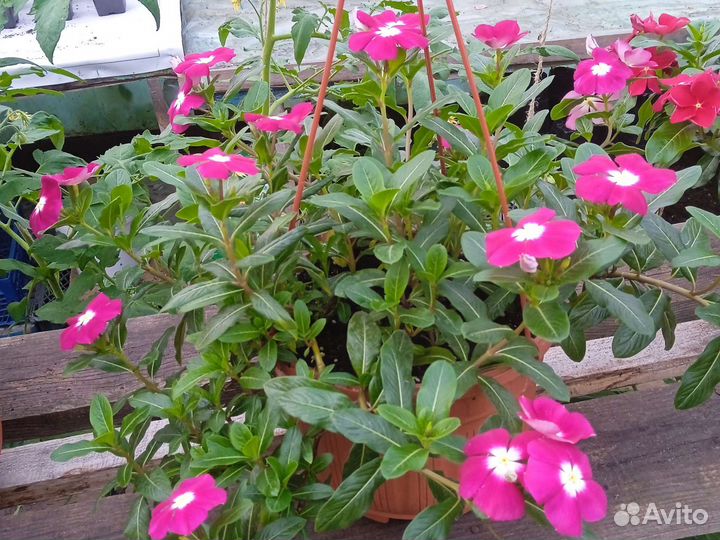 Катарантус