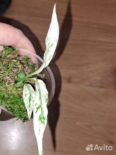 Спатифиллум Ангел бэби