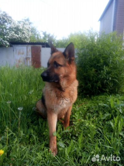 Немецкая овчарка вязка мальчик ищет невест