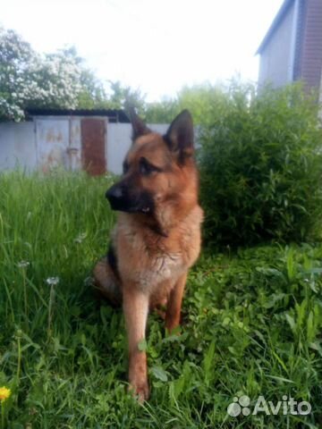 Немецкая овчарка вязка мальчик ищет невест