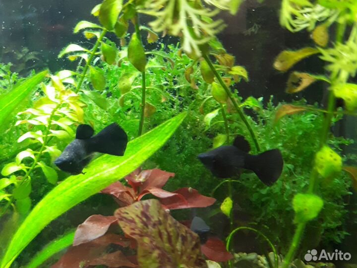 Черная молинезия