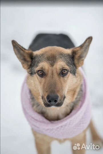 Собака из приюта