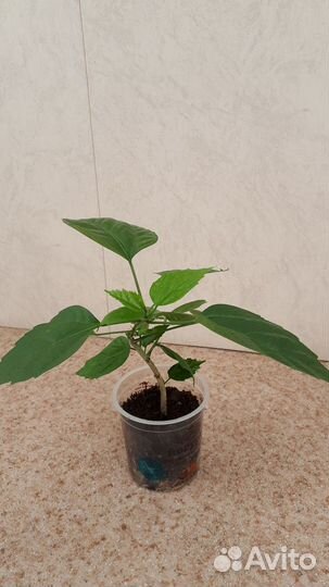 Гибискус комнатный (китайская роза)