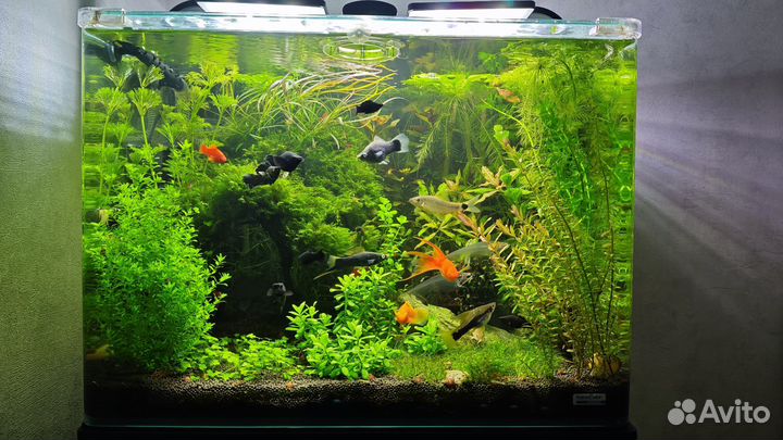 Аквариум dennerle 70л с тумбой