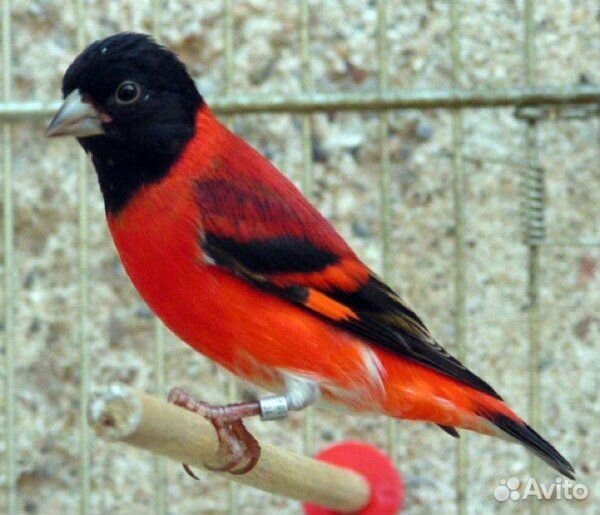 Чиж ог. пара