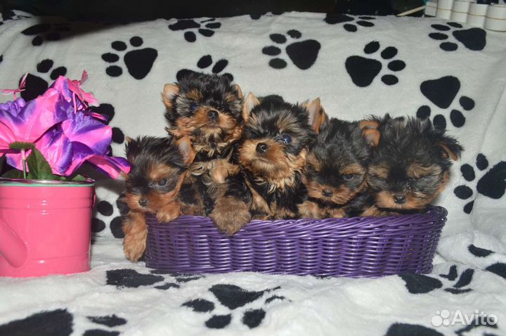 Микро мини щенки