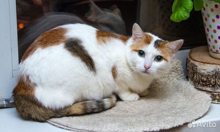 Кошка Лизавета ищет дом