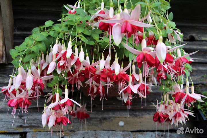 Сортовые фуксии