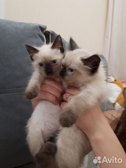 Тайские котята