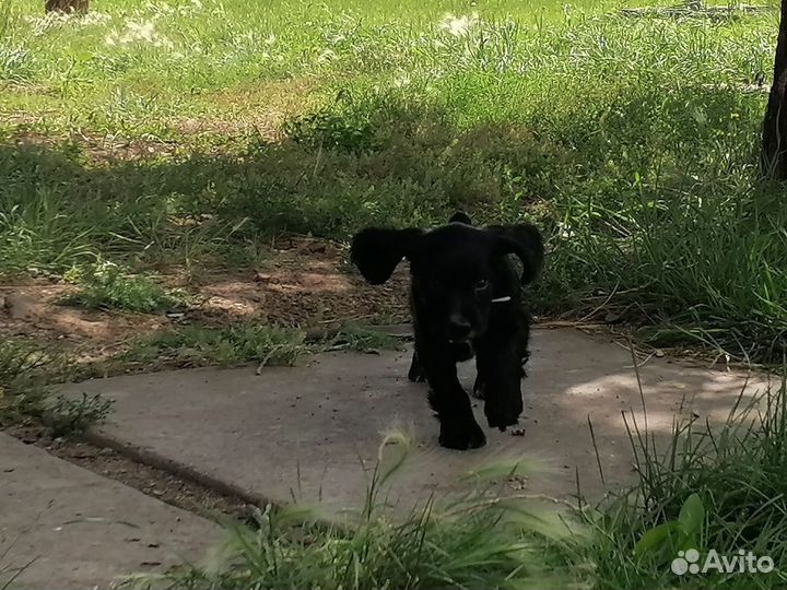 Русский охотничий спаниель