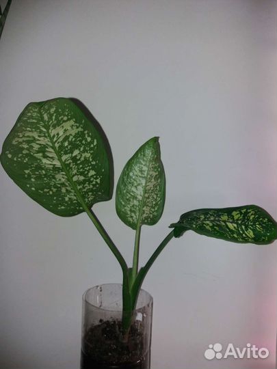 Диффенбахия