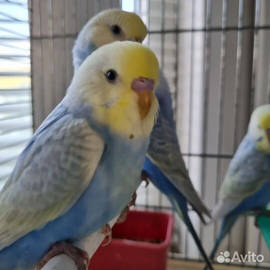 Радужные волнистые попугаи