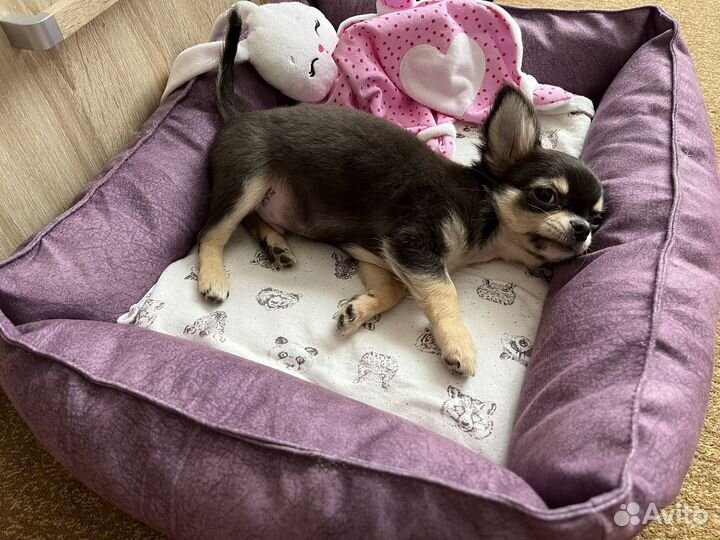 Чихуахуа мини мальчик