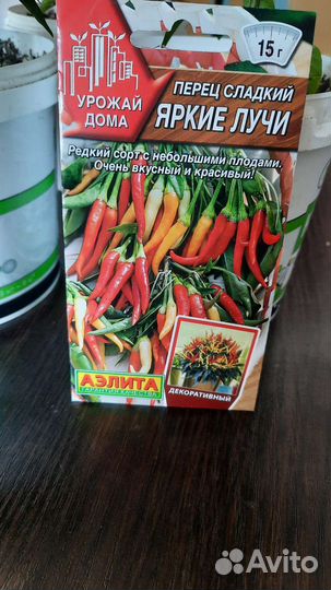 Кустики перца сладкого декоративного
