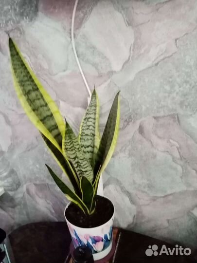 Сансевиерия