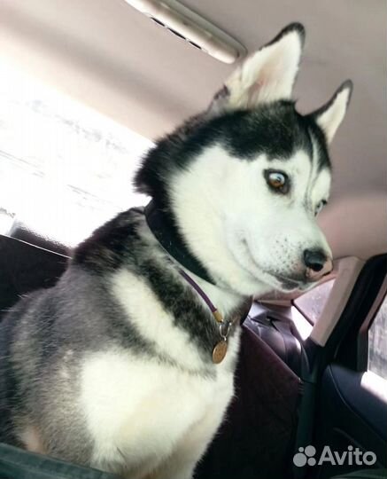 Сибирский хаски в добрые руки