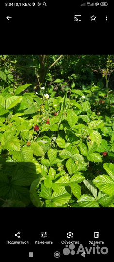 Земляника. Рассада клубники в стаканах