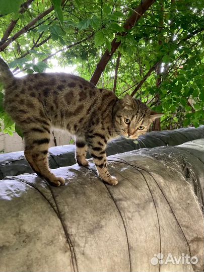 Кот бенгальской окраски