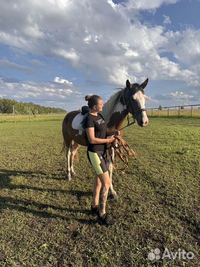 Лошадь кобыла