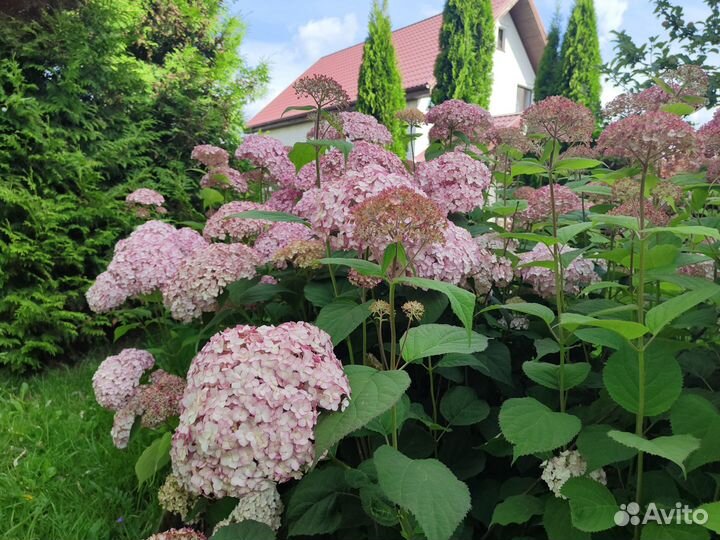 Розовая древовидная гортензия Кендибелл Баблгам