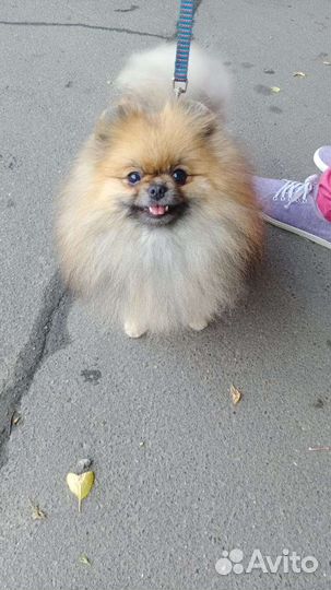 Померанский шпиц медвежьего типа