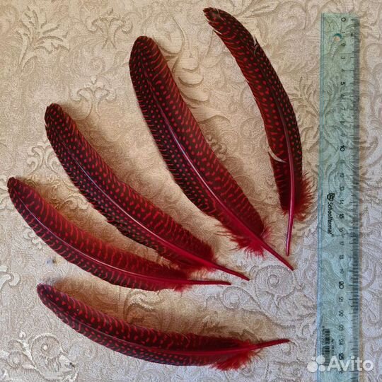 Перья цесарки для творчества