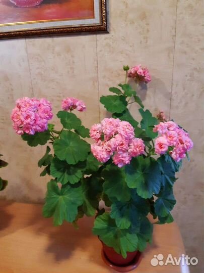 Герань пеларгония розебудная