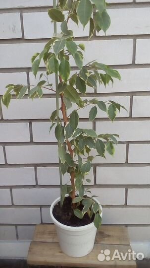 Фикус Бенджамина