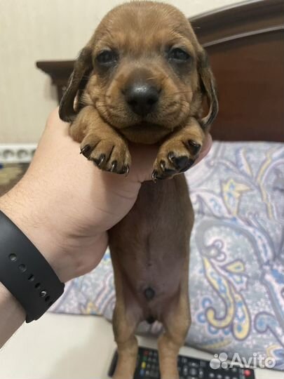 Щенки мини таксы