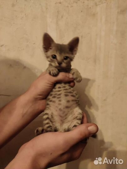 Канадский сфинкс мальчик и девочка