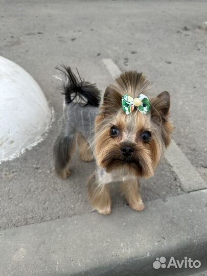 Йорк мини вязка