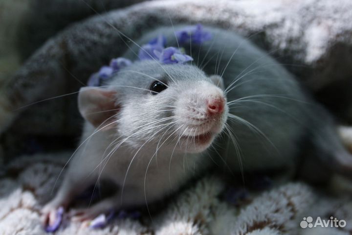 Крысята Дамбо