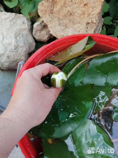 Кувшинки для пруда