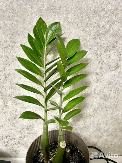 Замиокулькас