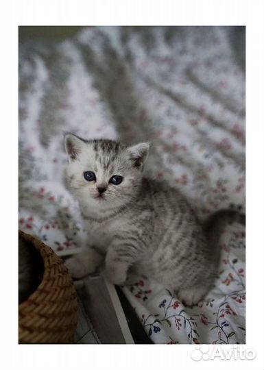 Серебристая шиншилла котята