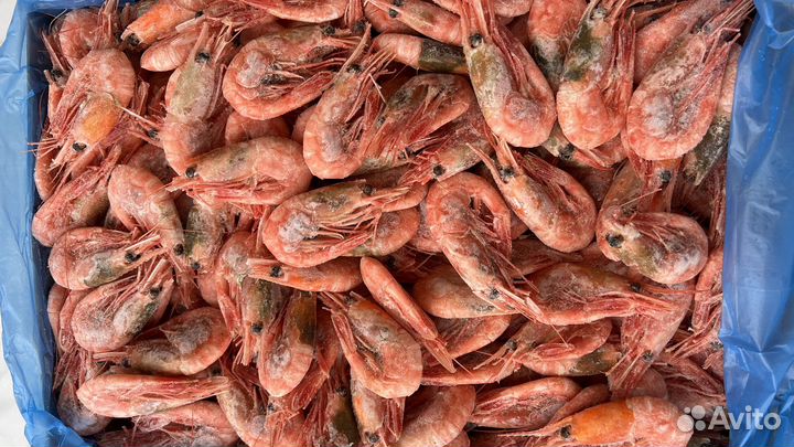 Креветка северная 70+