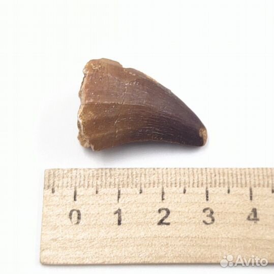 Зуб мозазавра, Марокко / Окаменелости