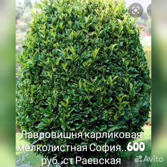 Вечнозеленые садовые растения