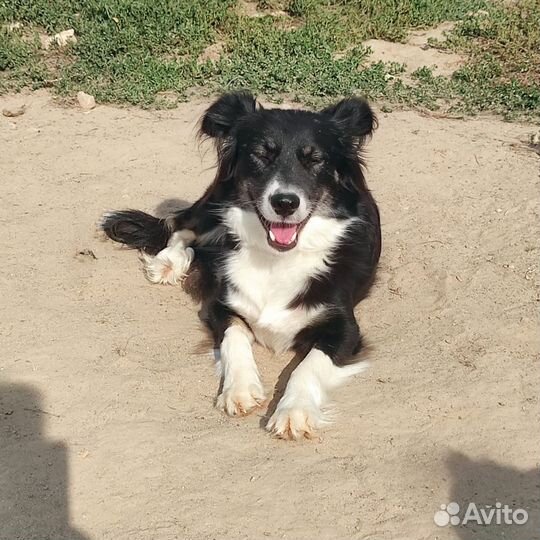 Собаки в дар в добрые руки