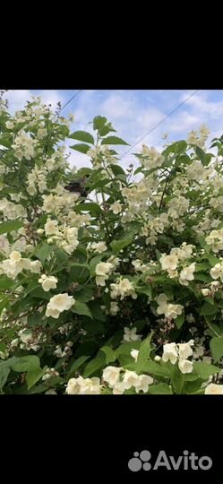 Саженцы сирени, жасмина