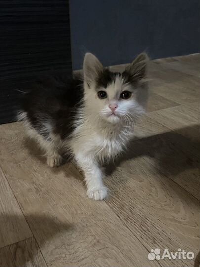 Кошки в добрые руки д