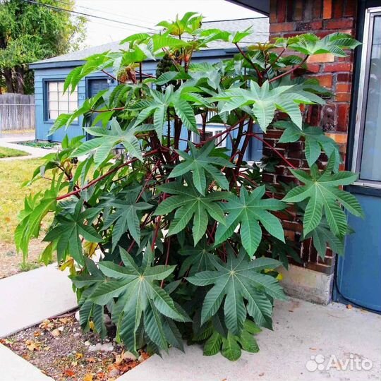 Клещевина пальма рассада