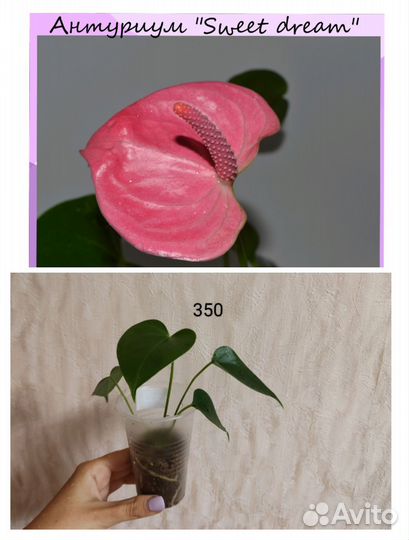 Антуриумы сортовые (мужское счастье)