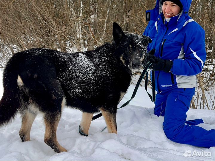 Нежная «овчарочка» Нана #собака